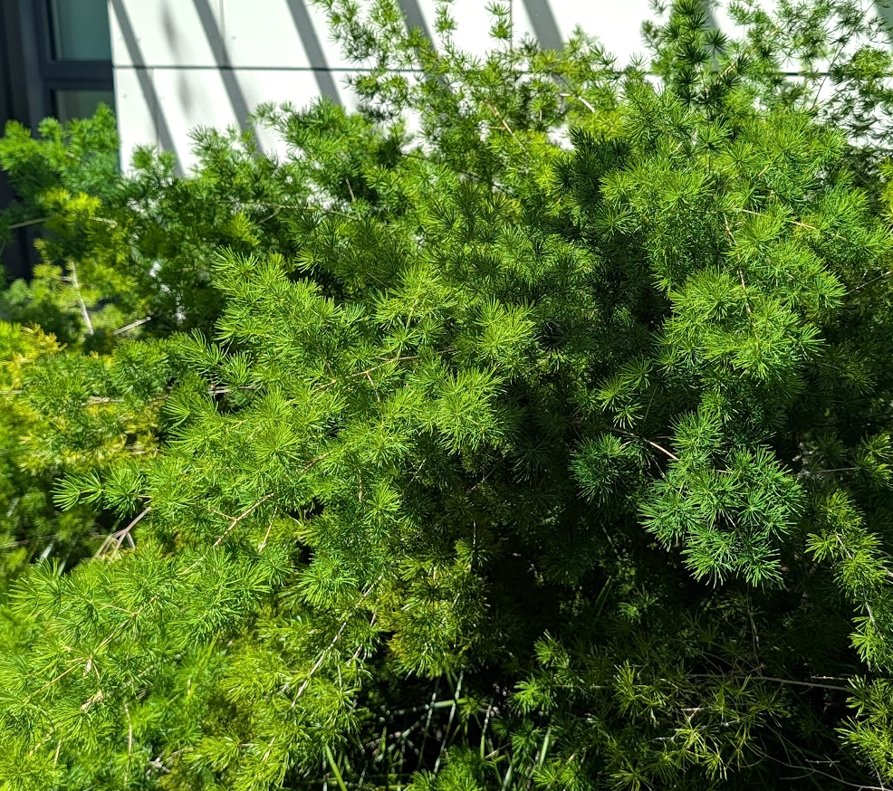 Asparagus retrofractus