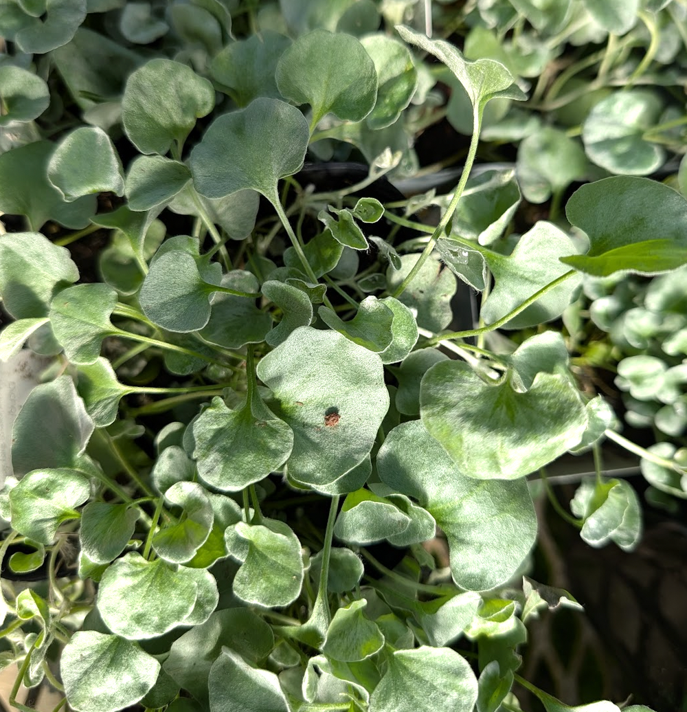 Dichondra argentea 'Silver Falls'