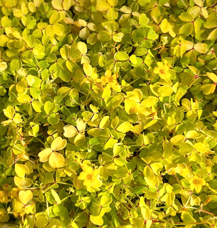 Oxalis spiralis (siliquosa) 'Molten Lava'