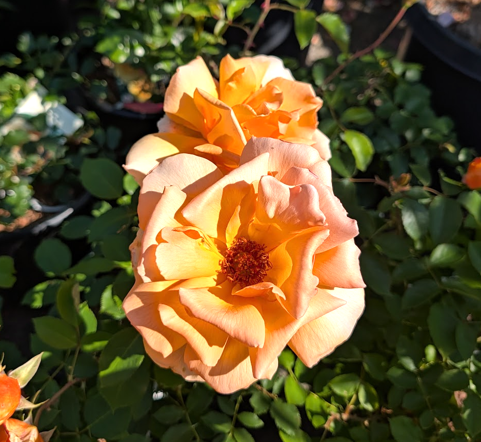 Rosa 'Just Joey'