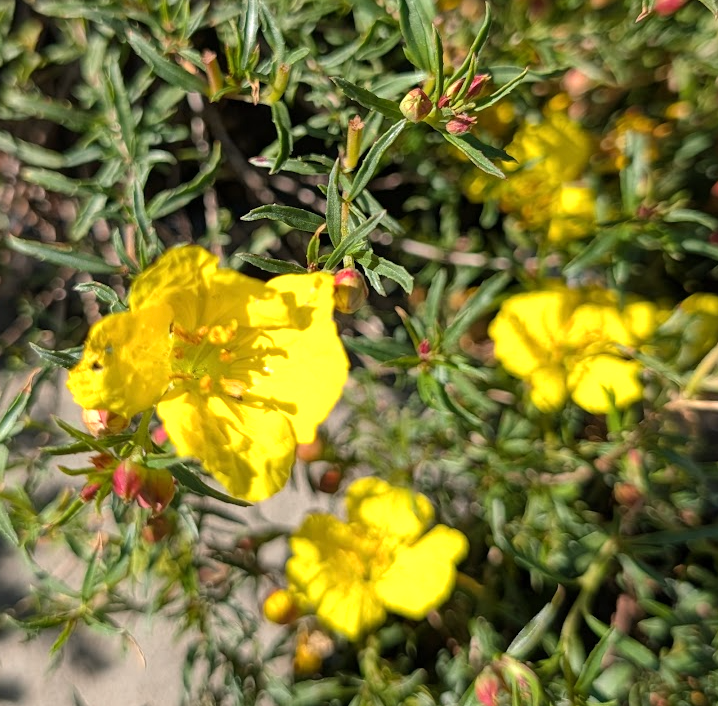 Calylophus hartwegii 'Texas Gold'