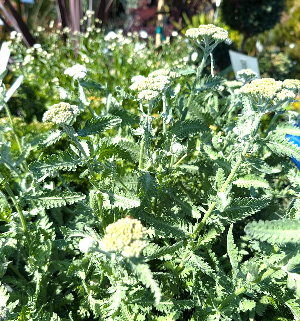 Achillea x 'Moonshine'