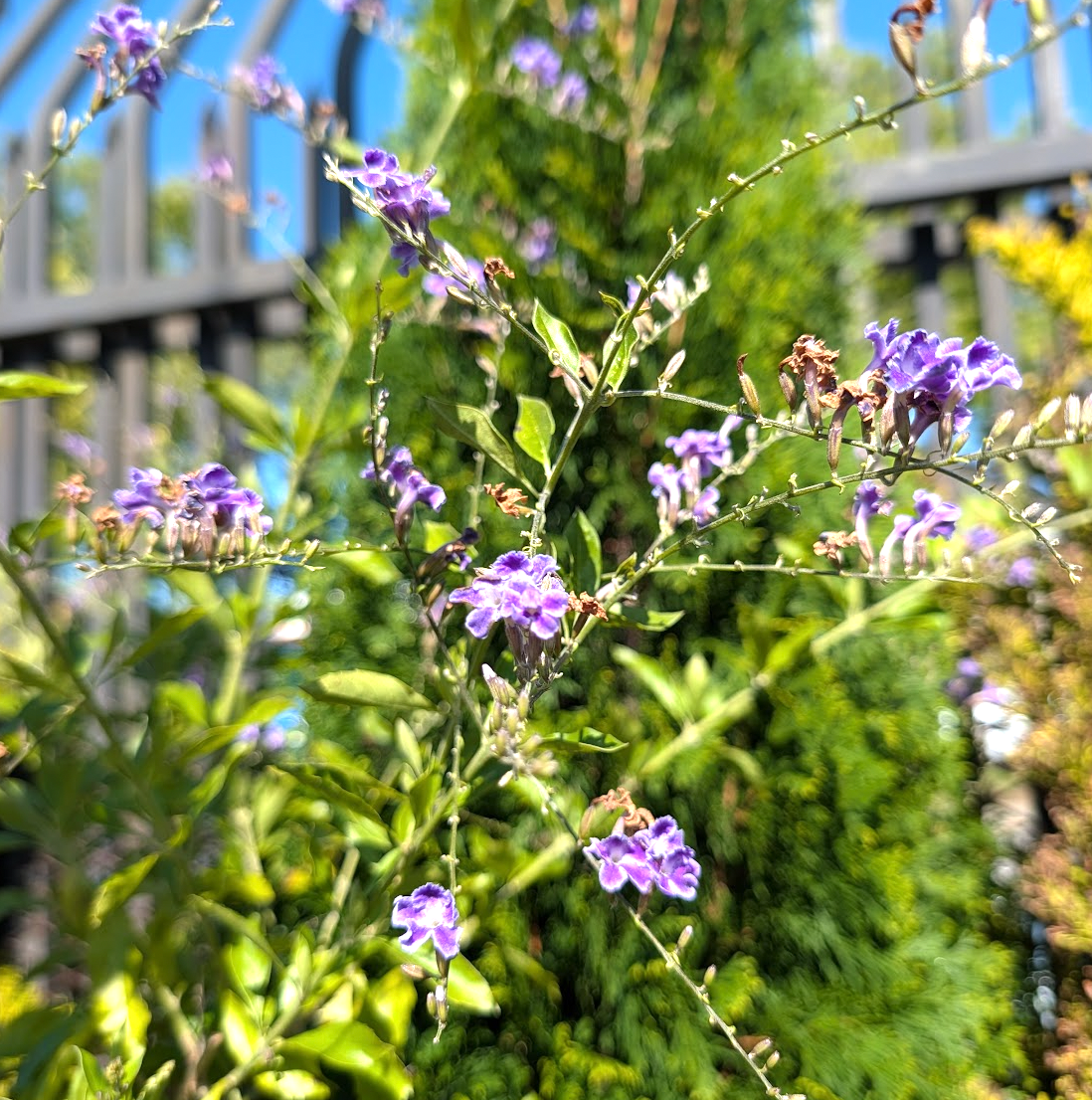 Duranta erecta ‘Geisha Girl’