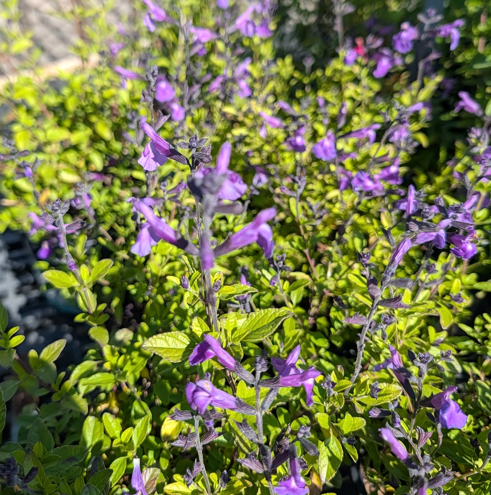 Salvia 'Mesa Azure' ('Mes Azur')