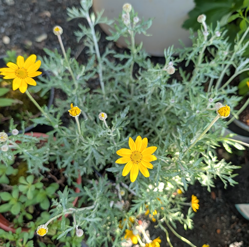 Eriophyllum lanatum 'Siskiyou'