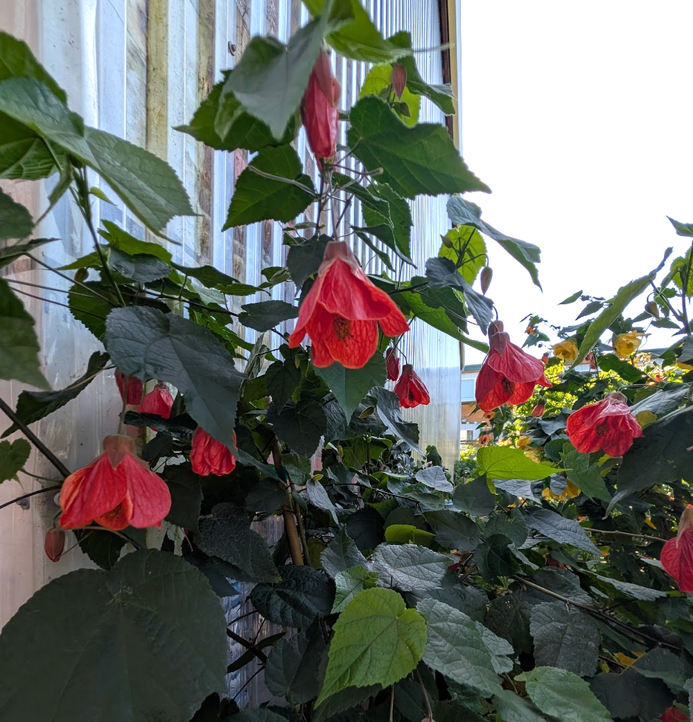 Abutilon 'Cristina'