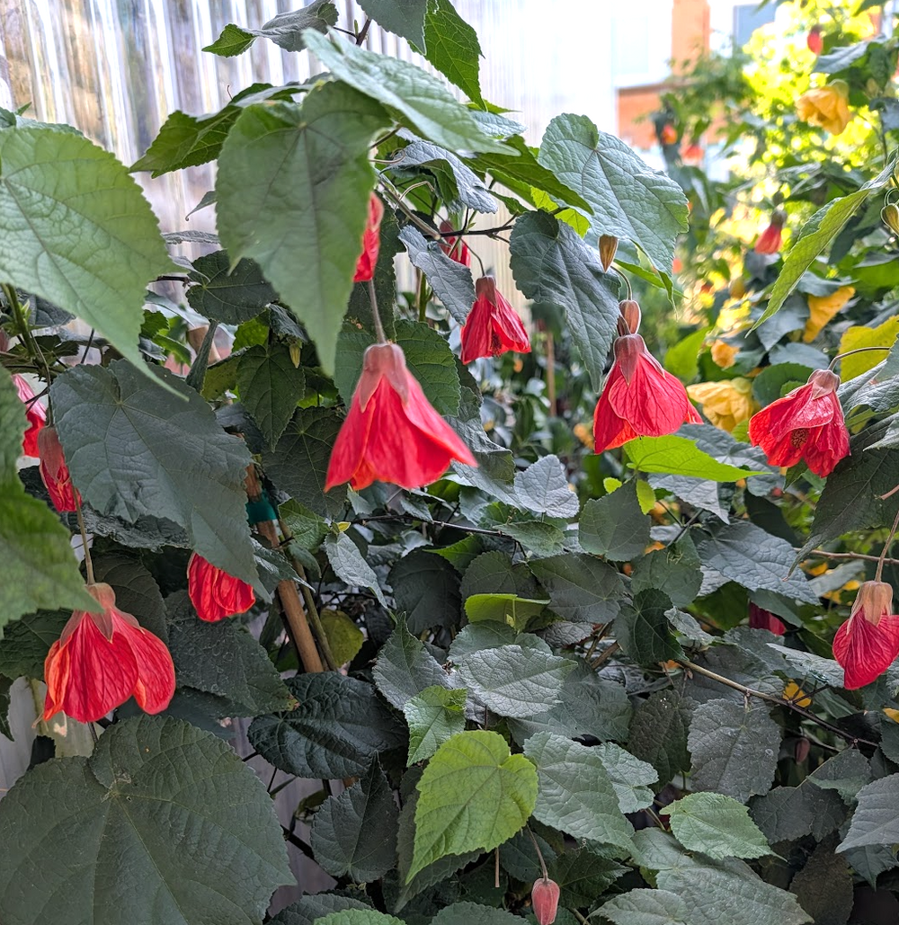 Abutilon 'Cristina'
