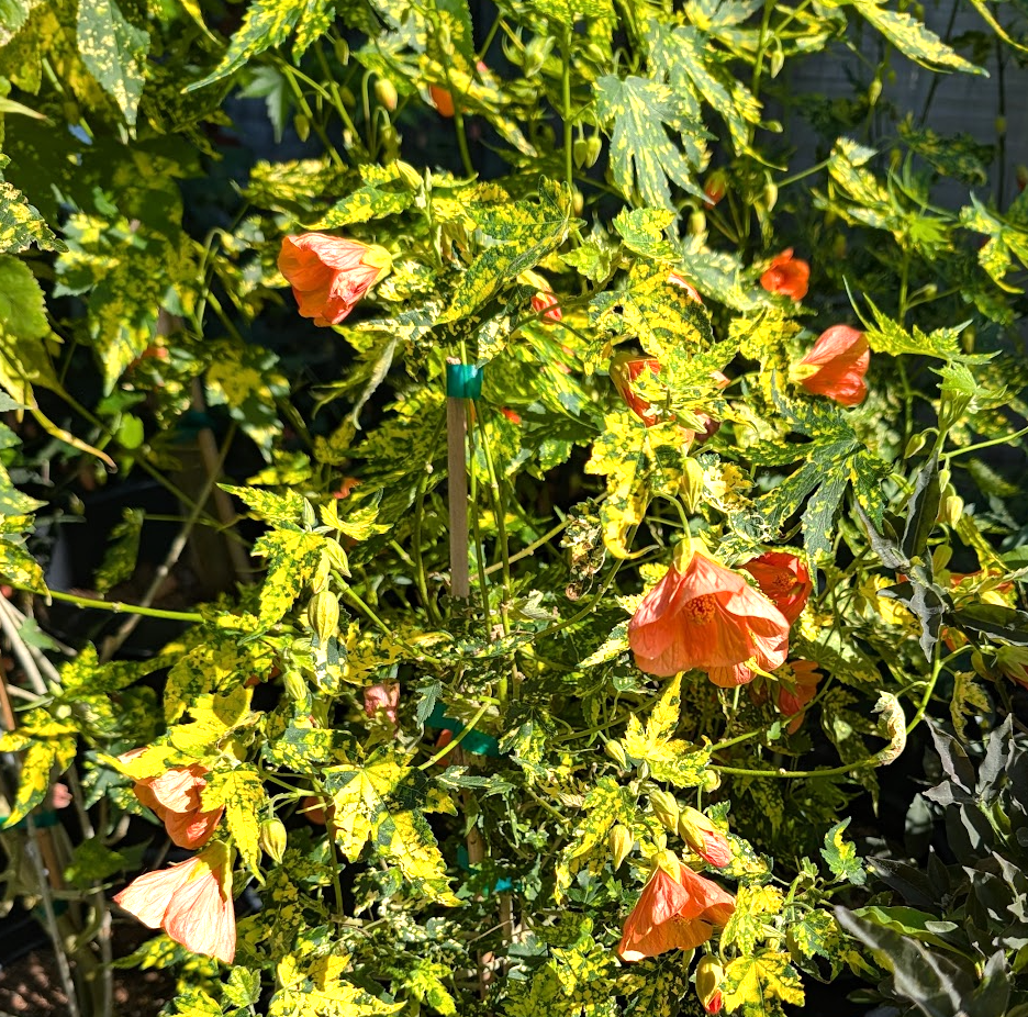 Abutilon pictum 'Thompsonii'