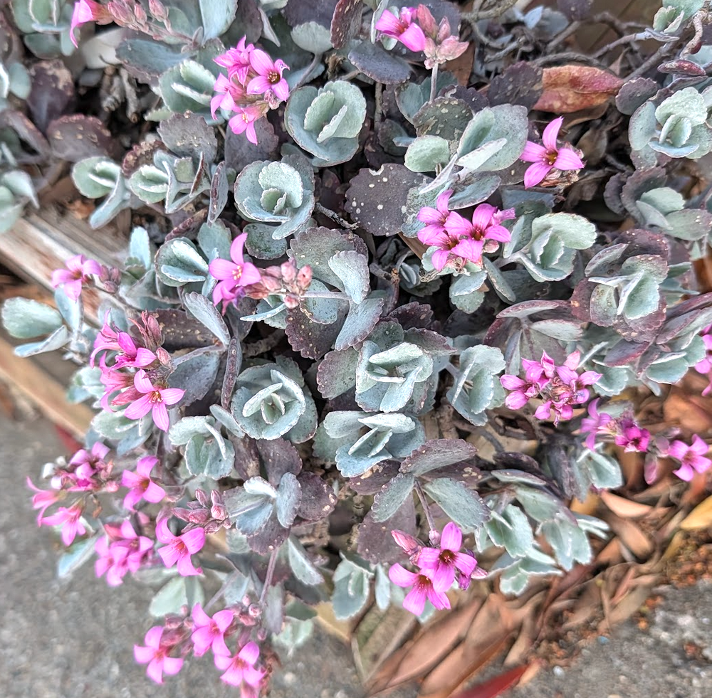 Kalanchoe pumila