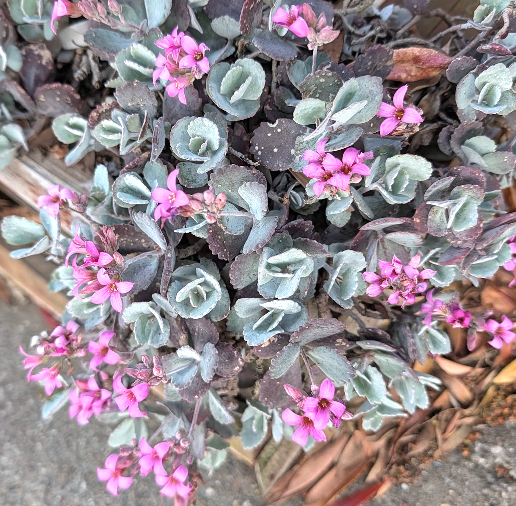 Kalanchoe pumila