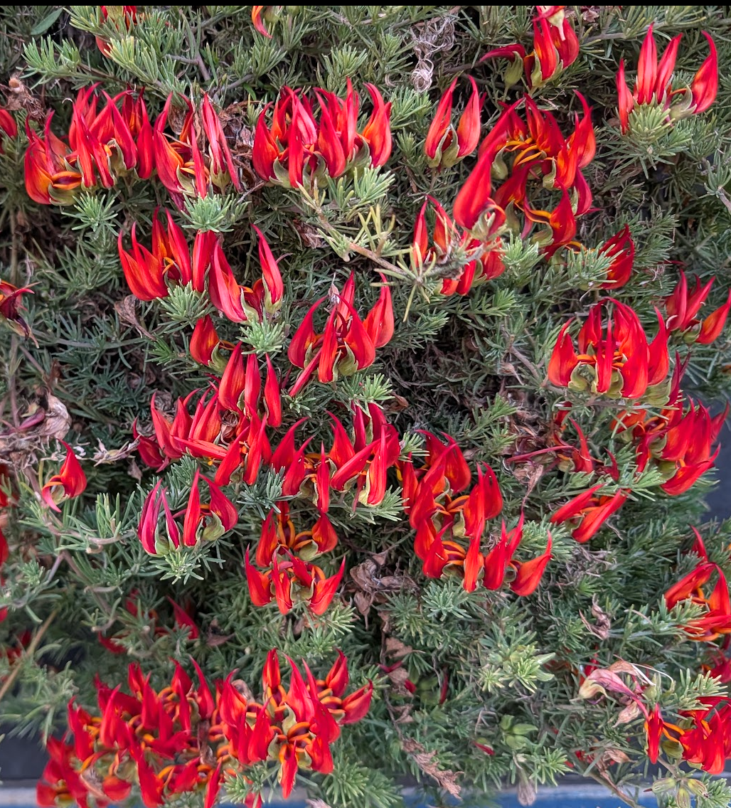 Lotus maculatus 'Red Flash'