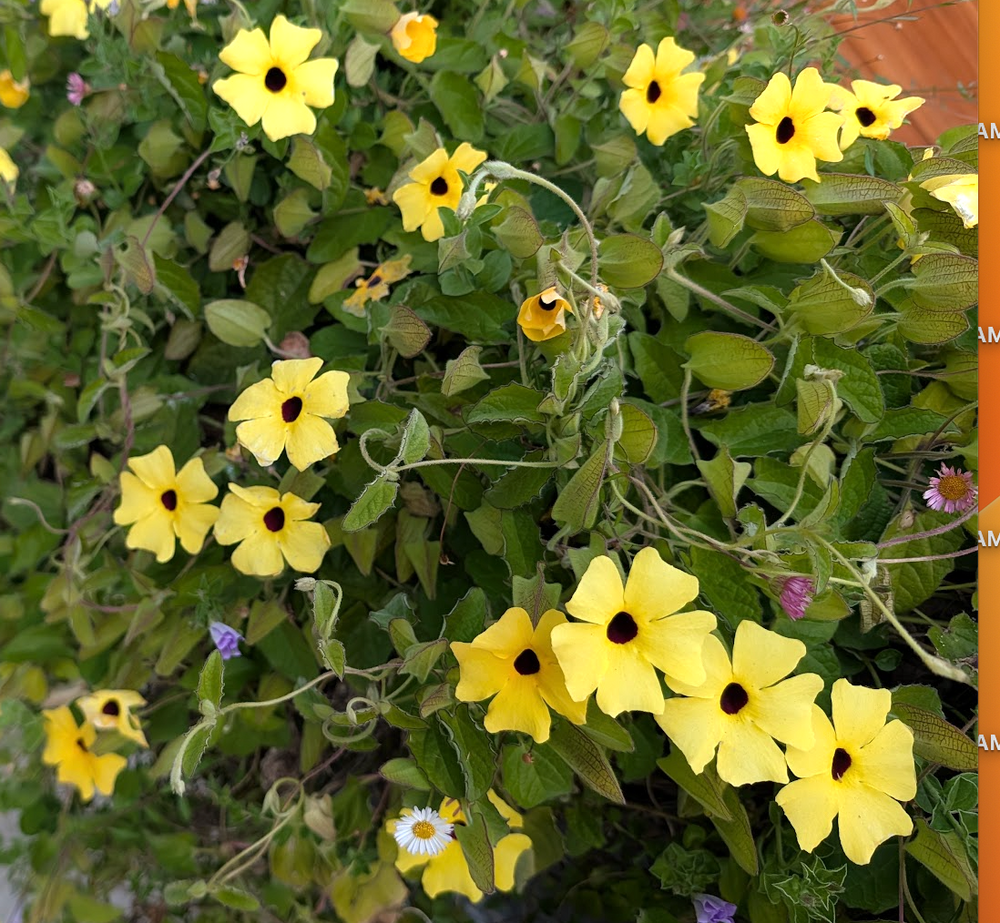 Thunbergia alata 'Yellow'