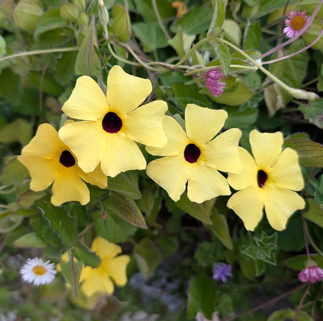 Thunbergia alata 'Yellow'