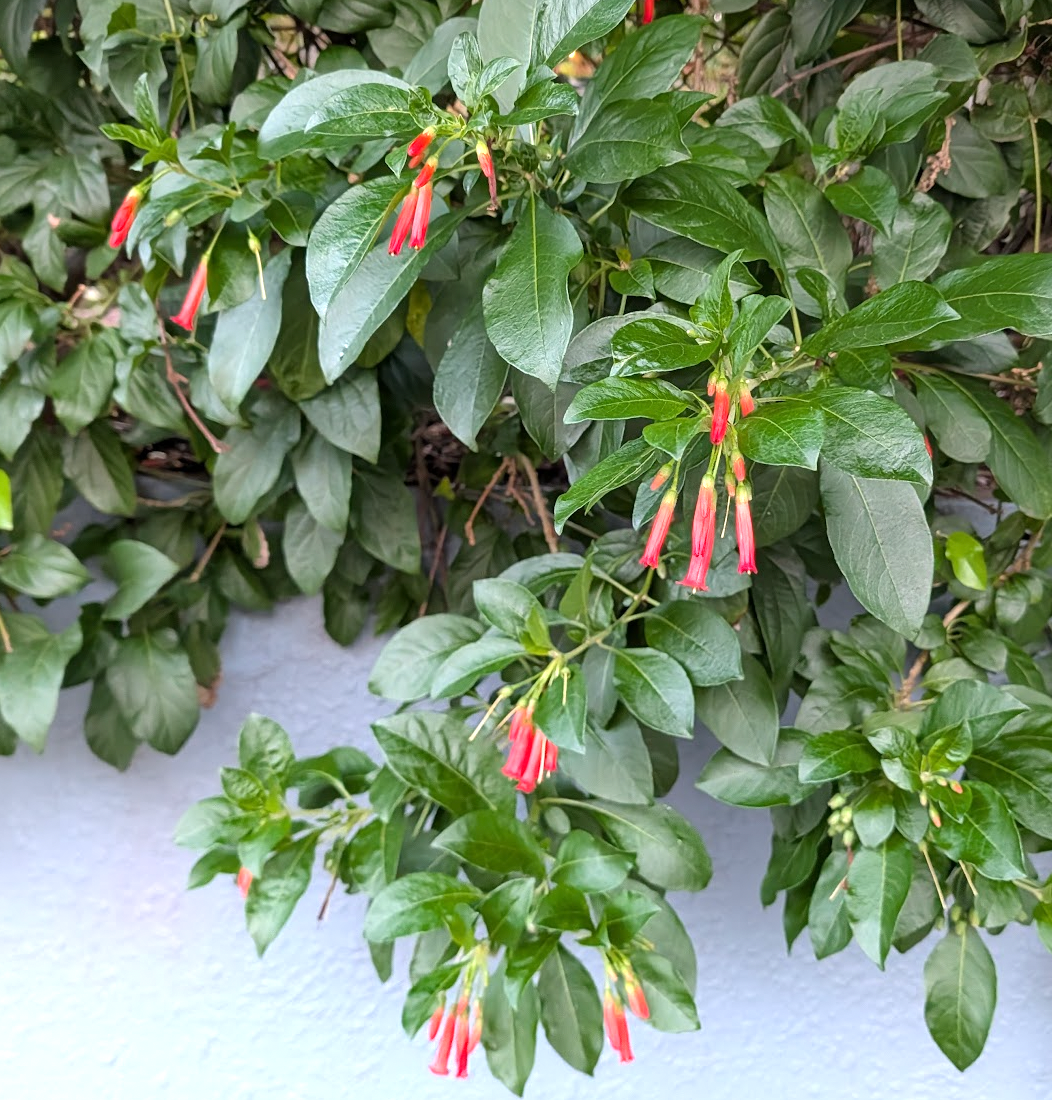 Iochroma fuchsioides (coccinea)