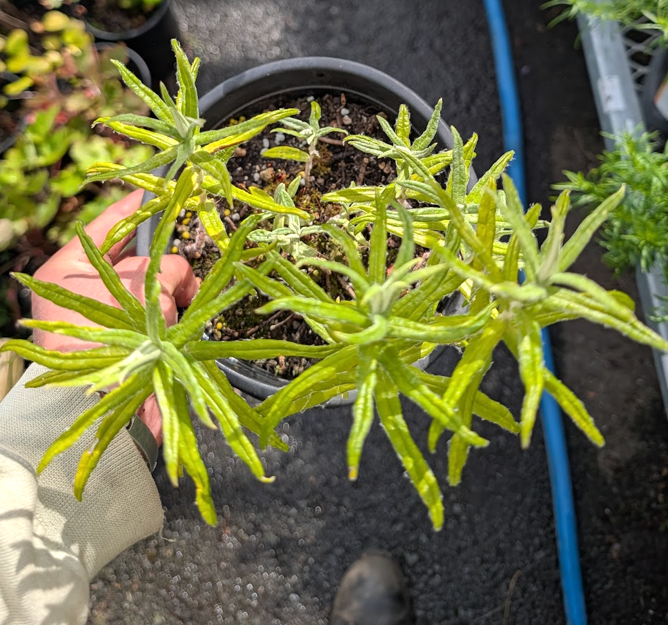 Pseudognaphalium stramineum (Gnaphalium stramineum)