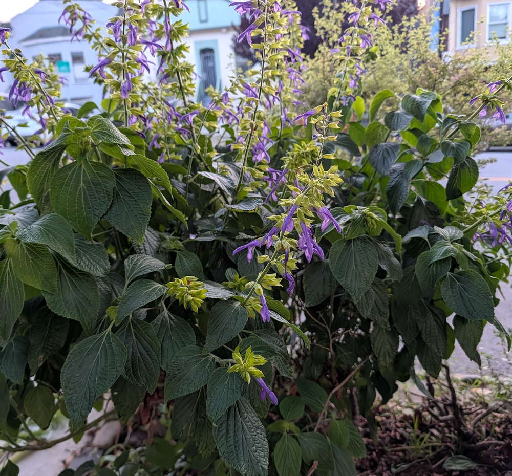 Salvia mexicana 'Limelight'