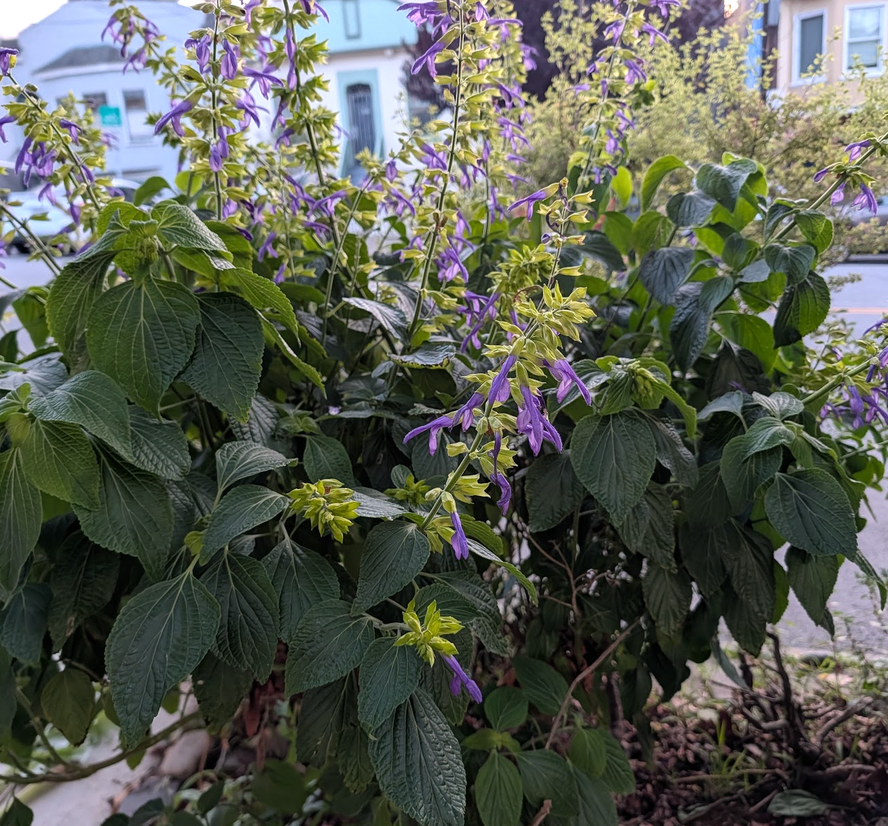 Salvia mexicana 'Limelight'