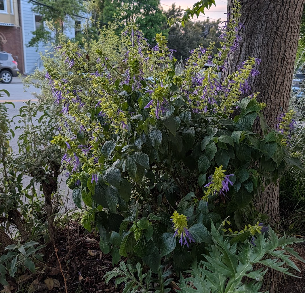 Salvia mexicana 'Limelight'