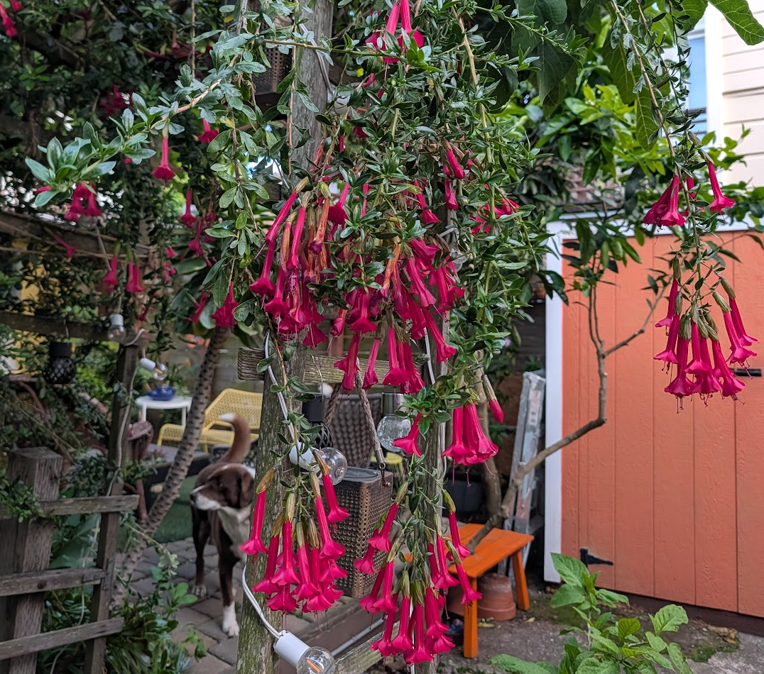 Cantua buxifolia