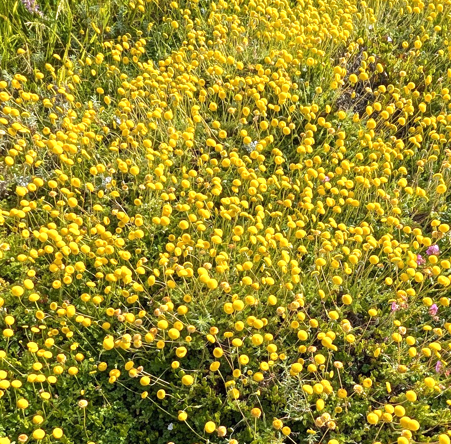 Cotula lineariloba
