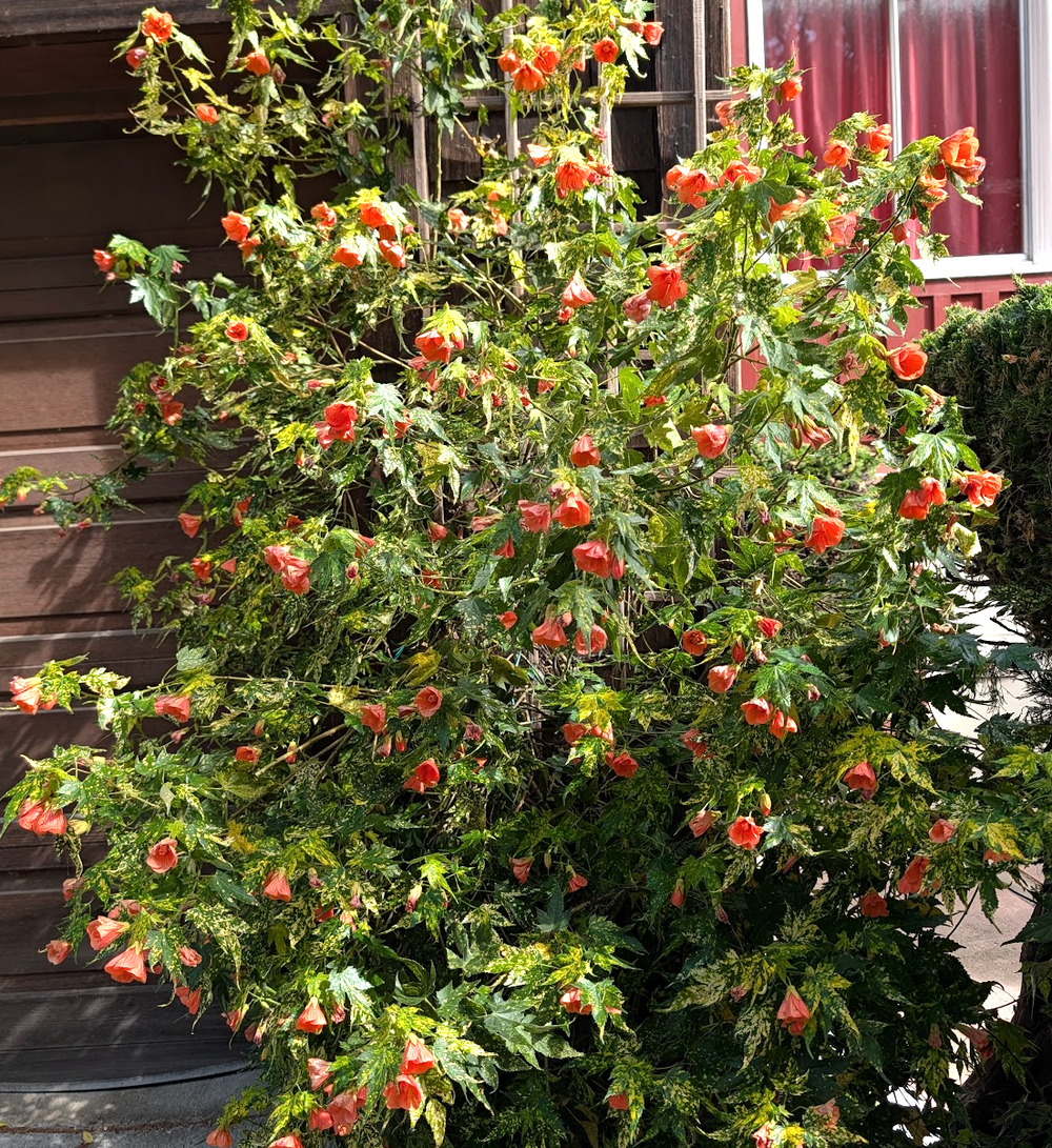 Abutilon pictum 'Thompsonii'