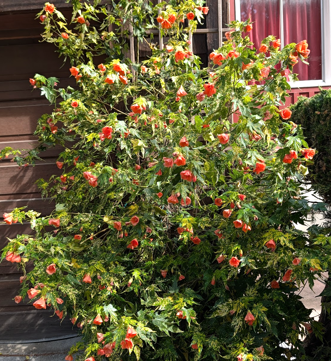 Abutilon pictum 'Thompsonii'