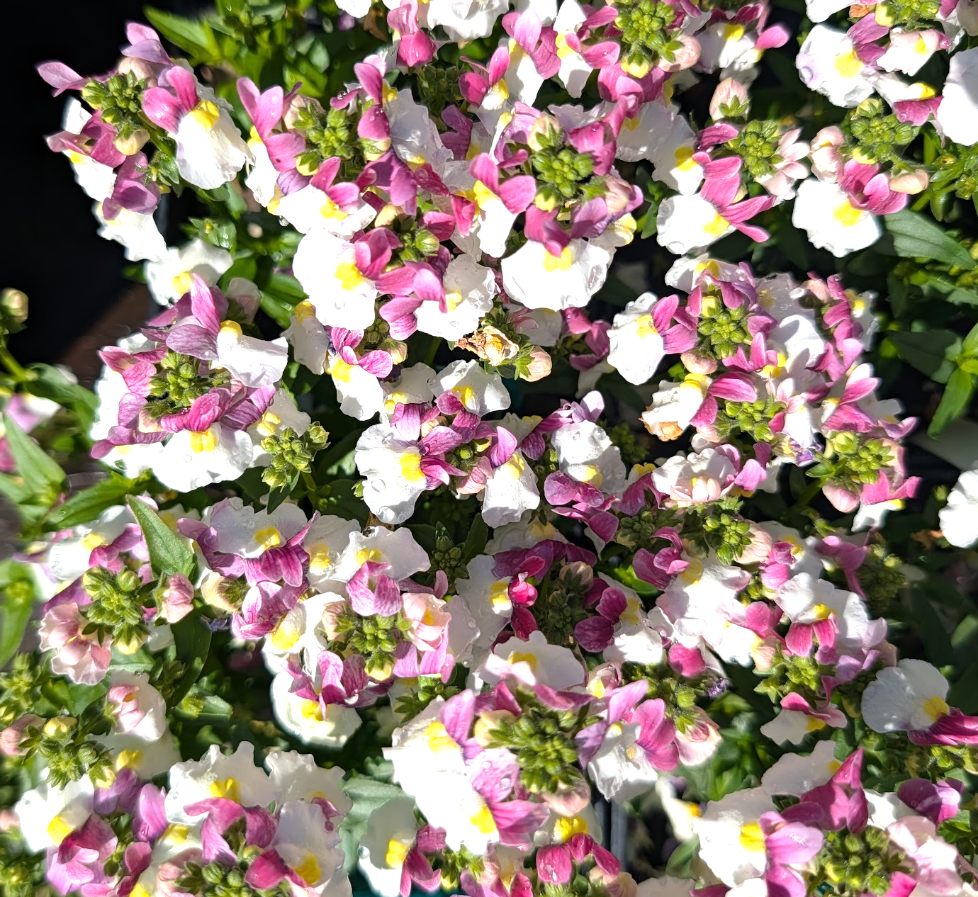Nemesia Escential 'Pinkberry'