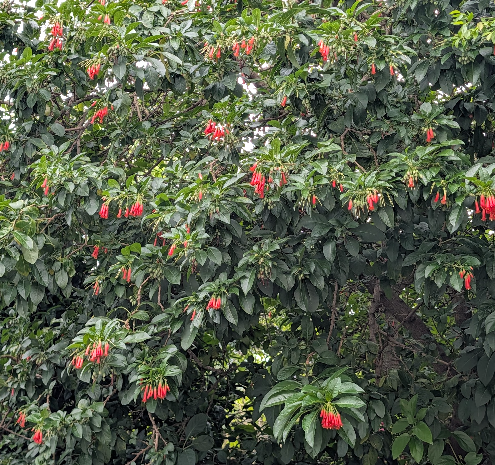 Iochroma fuchsioides (coccinea)