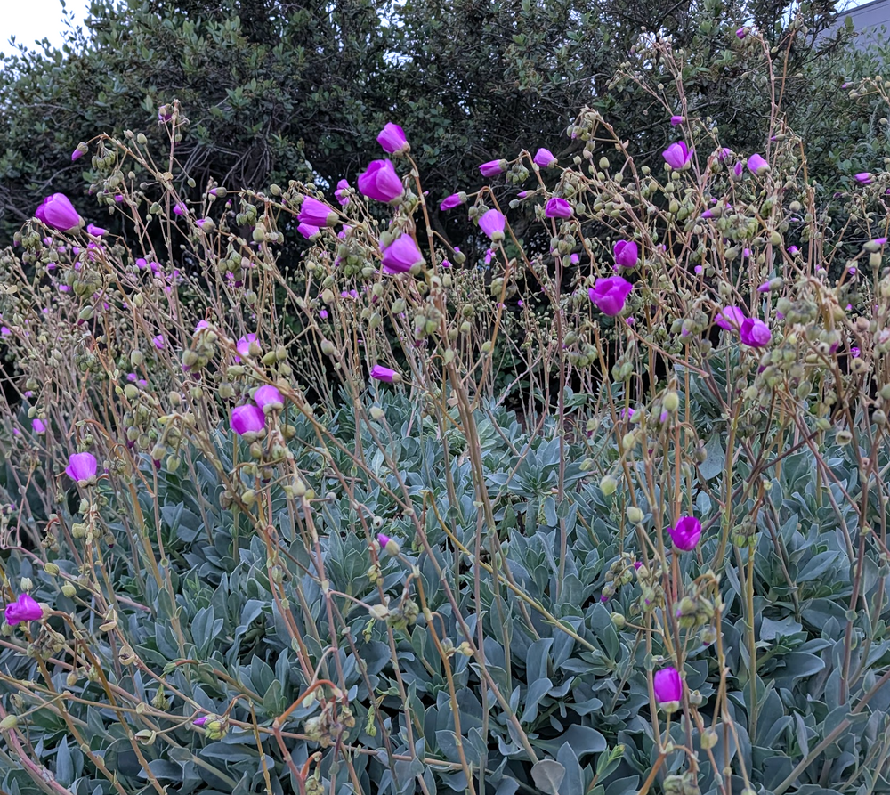 Cistanthe grandiflora (Calandrinia spectabilis)