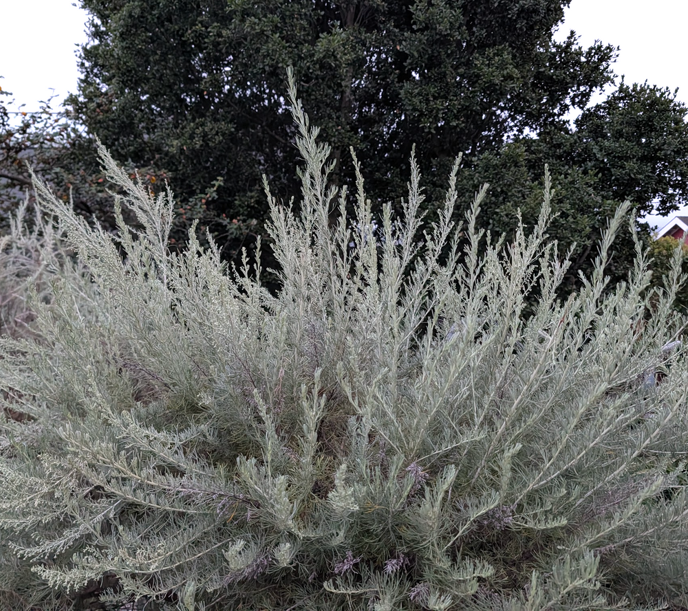 Artemisia californica