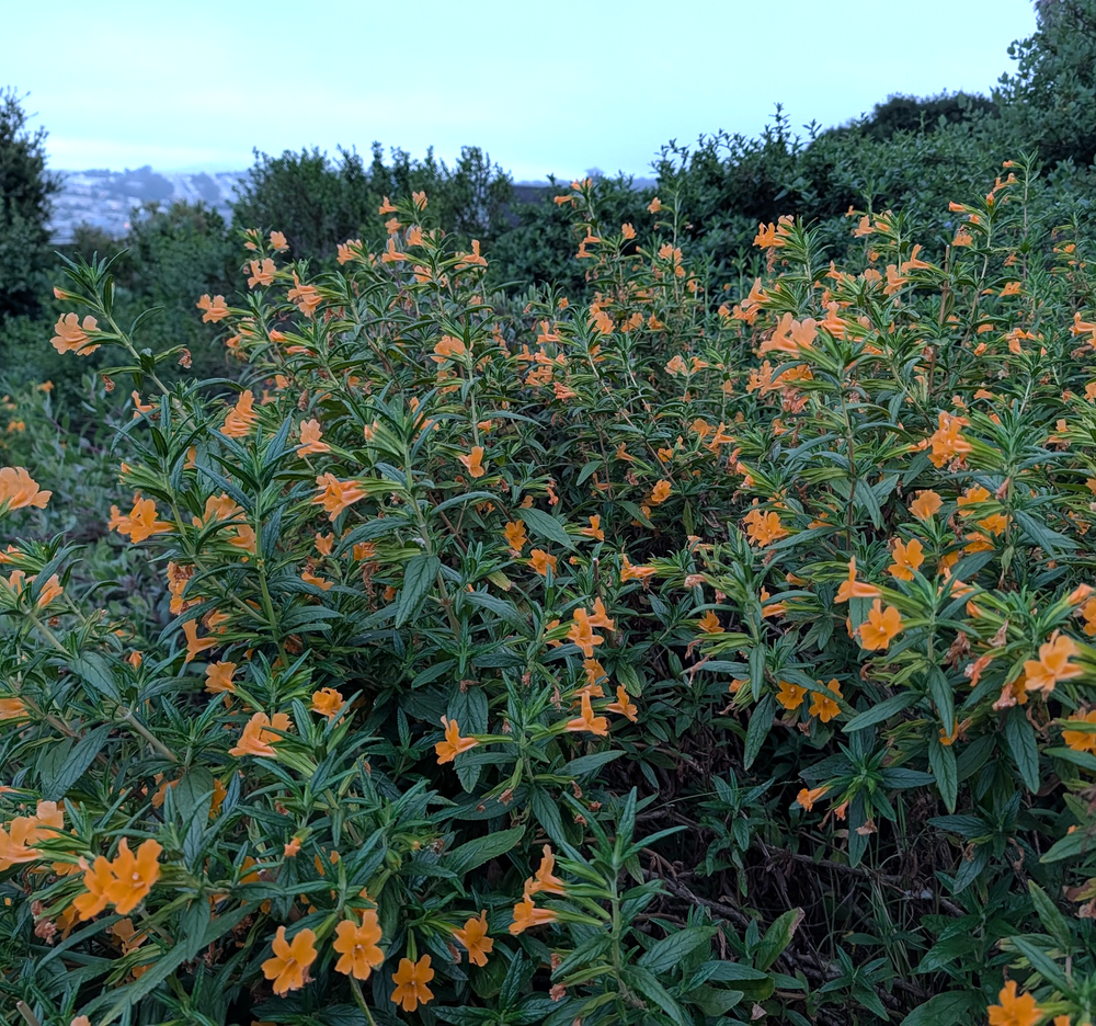 Diplacus (Mimulus) aurantiacus