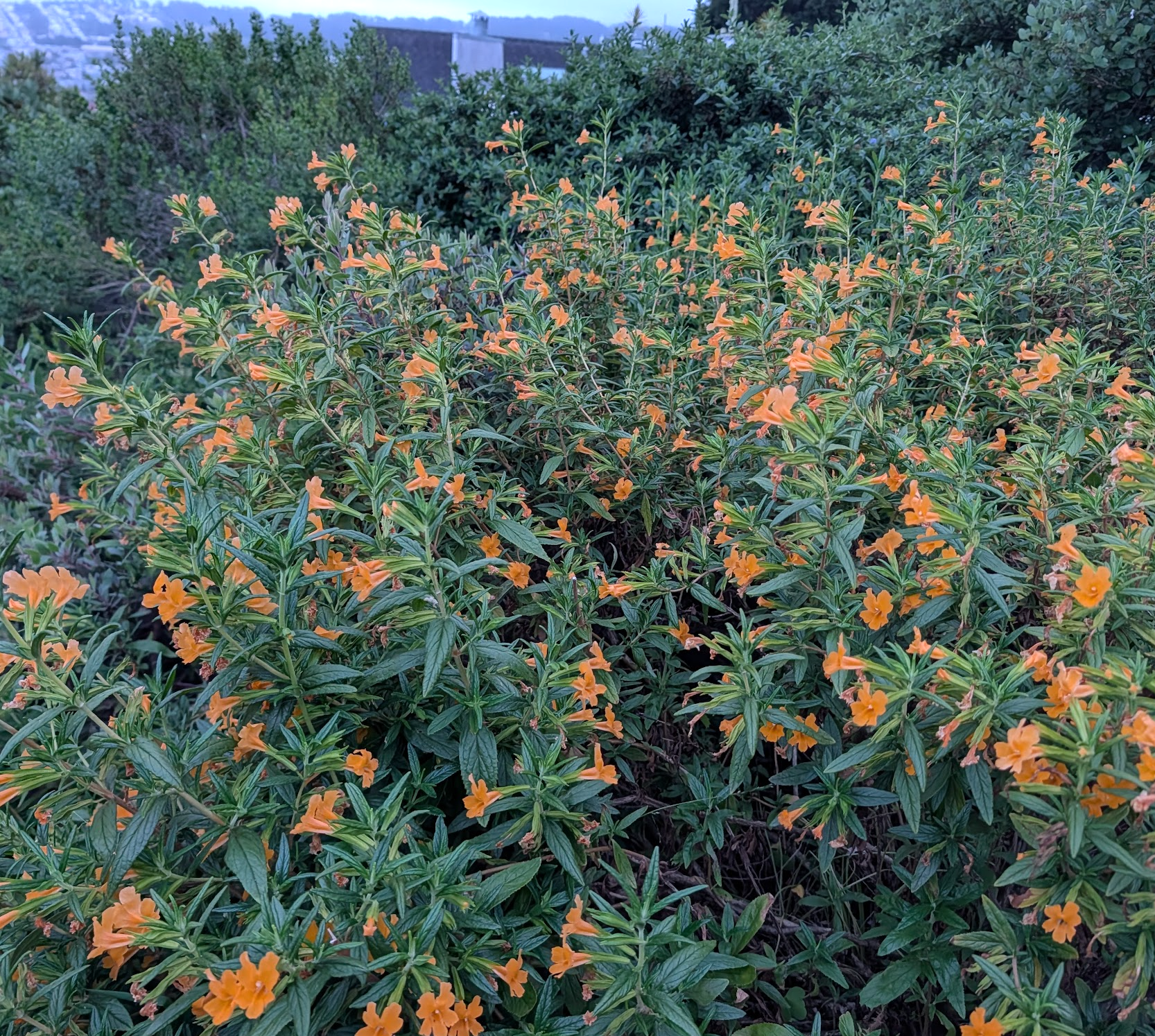 Diplacus (Mimulus) aurantiacus