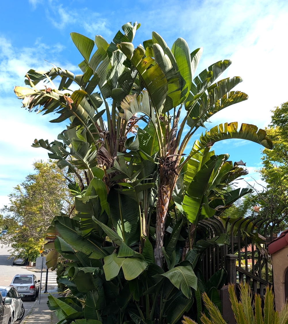 Strelitzia nicolai