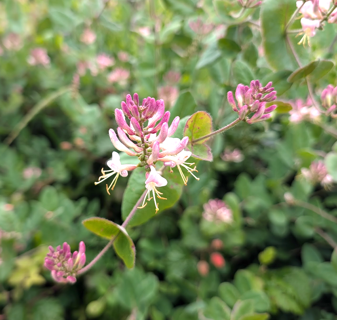 Lonicera hispidula var. vacillans