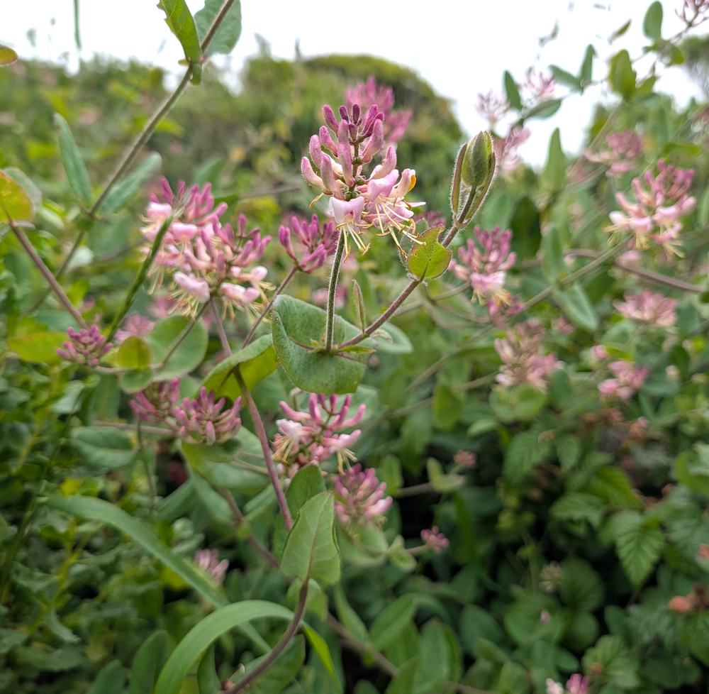 Lonicera hispidula var. vacillans