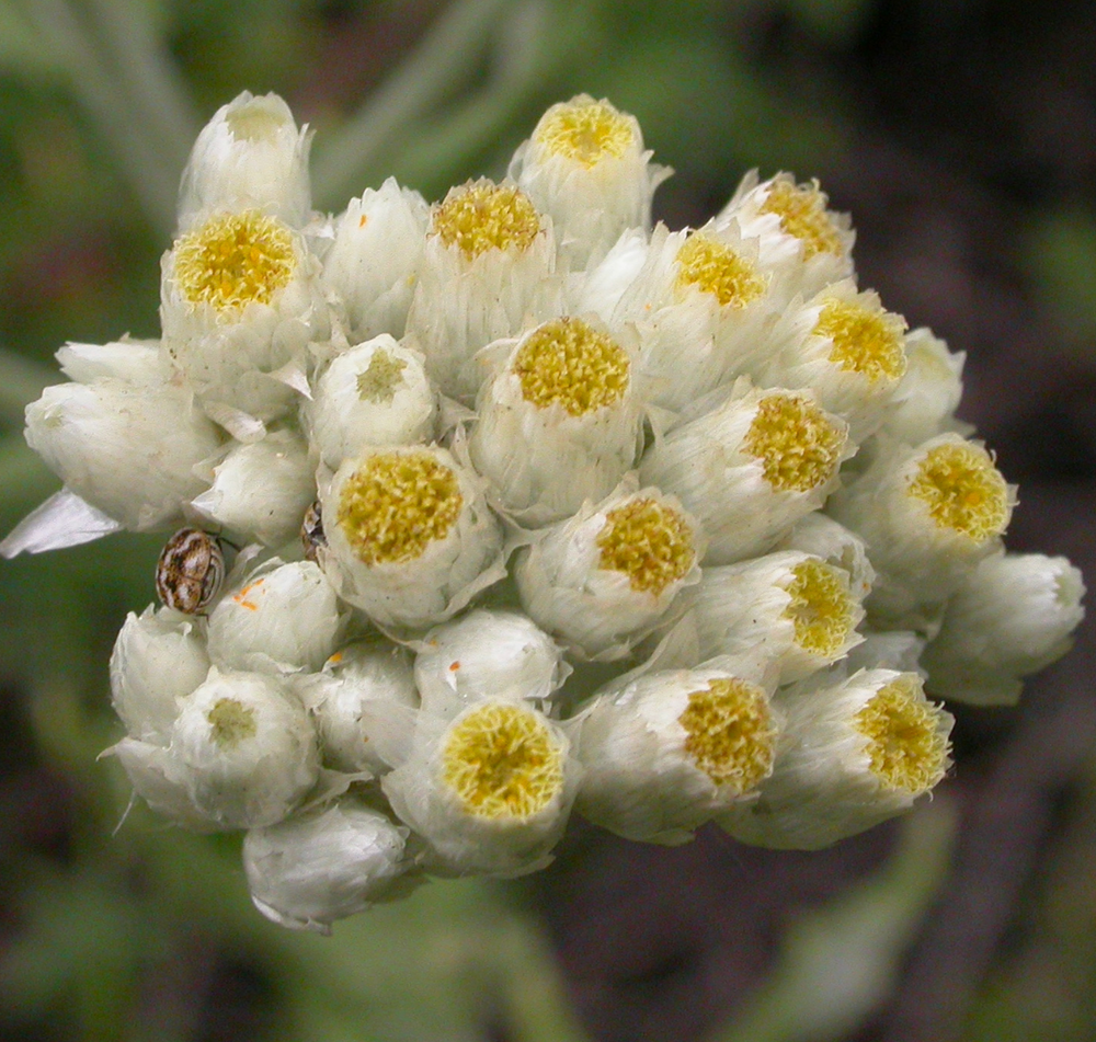 Pseudognaphalium (Gnaphalium) californicum