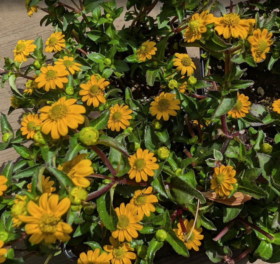 Sanvitalia procumbens 'Goldbini'