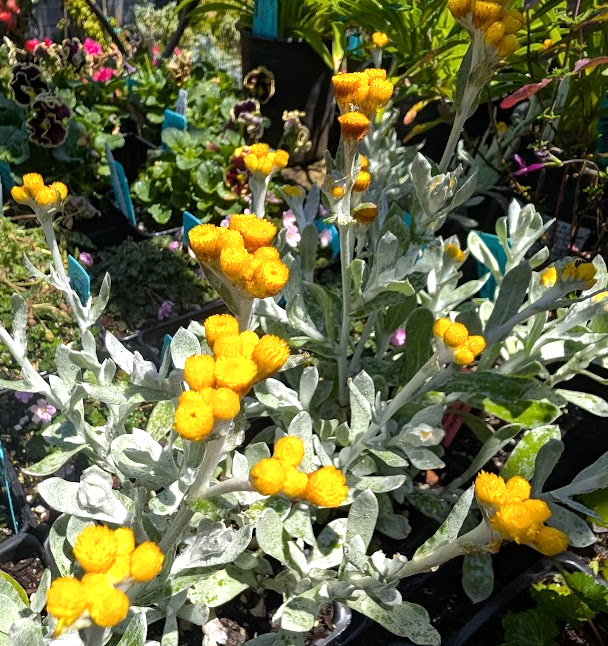 Chrysocephalum (Helichrysum) apiculatum 'Silver Sunburst'