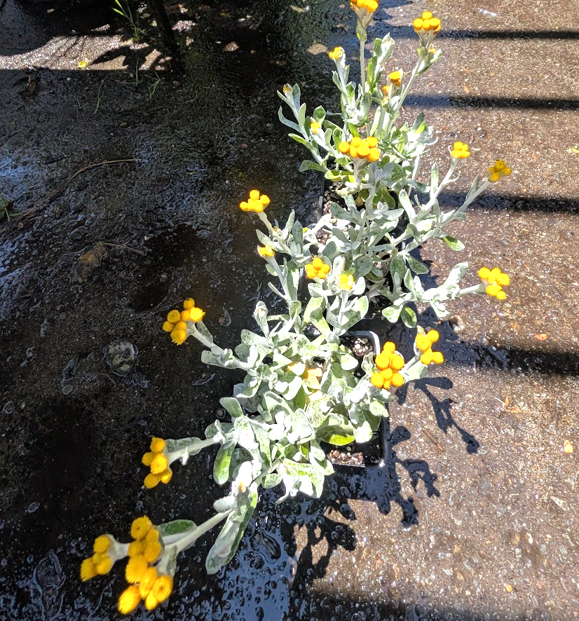 Chrysocephalum (Helichrysum) apiculatum 'Silver Sunburst'
