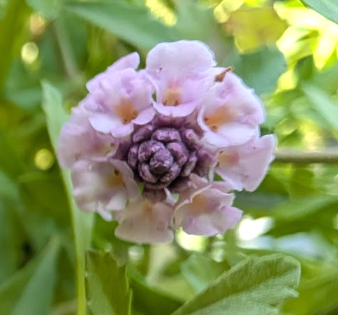 Phyla nodiflora  (Lippia repens) 'Tesla'
