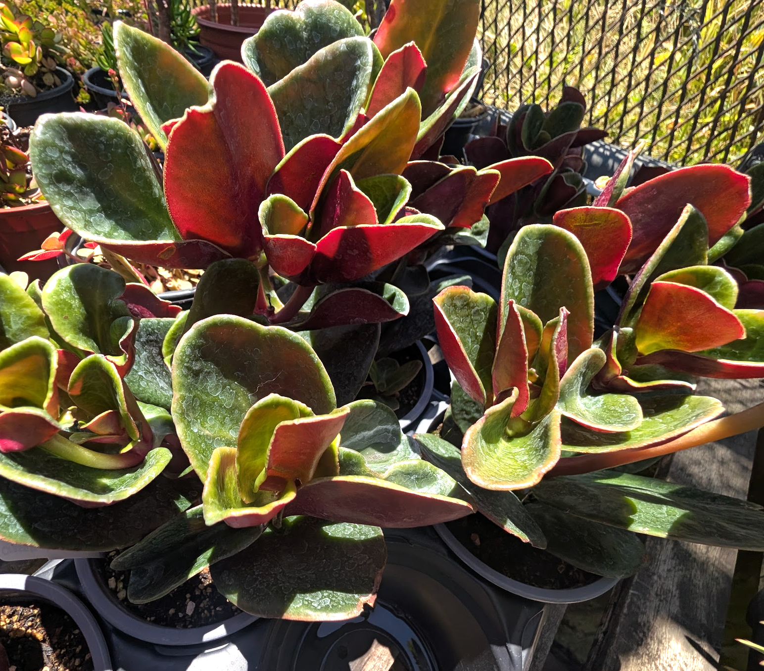 Crassula streyi