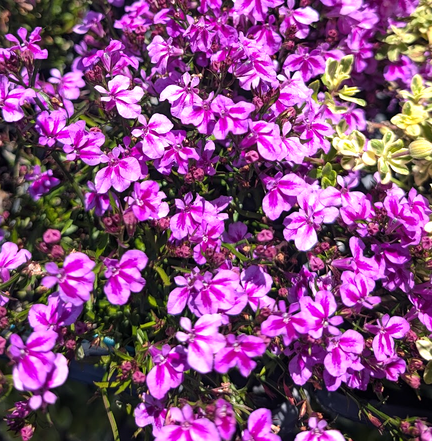 Lobelia 'Firefly Pink' ('Weslofipi')