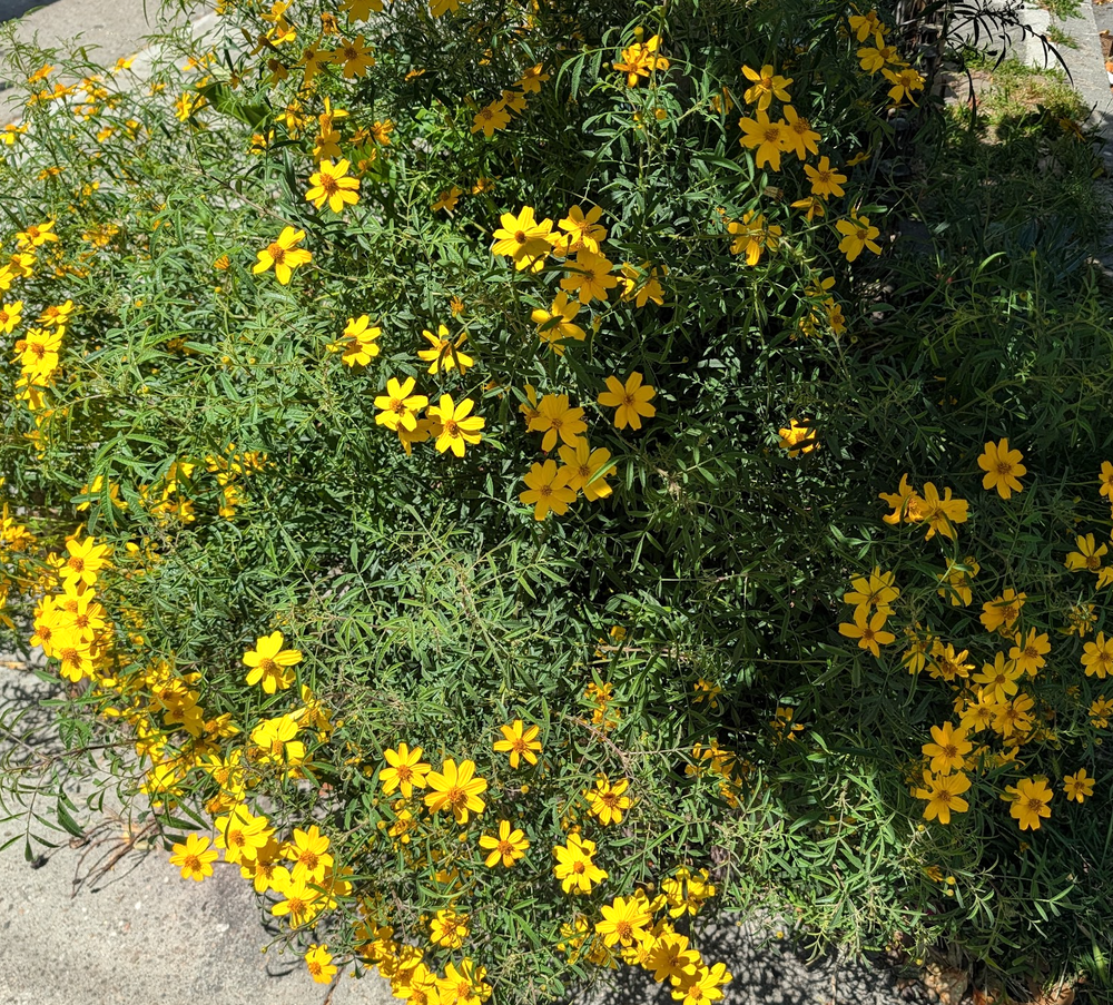 Tagetes lemmonii 'Compacta'
