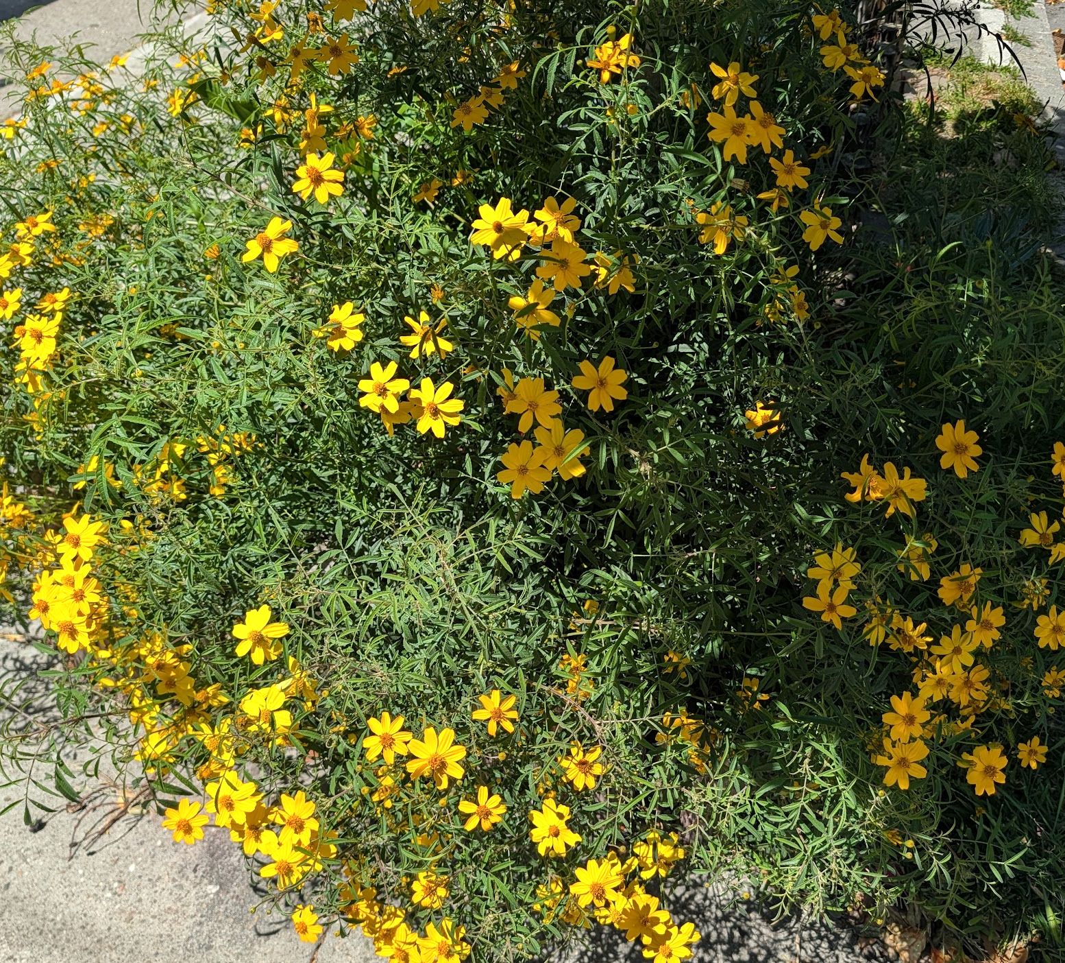 Tagetes lemmonii 'Compacta'