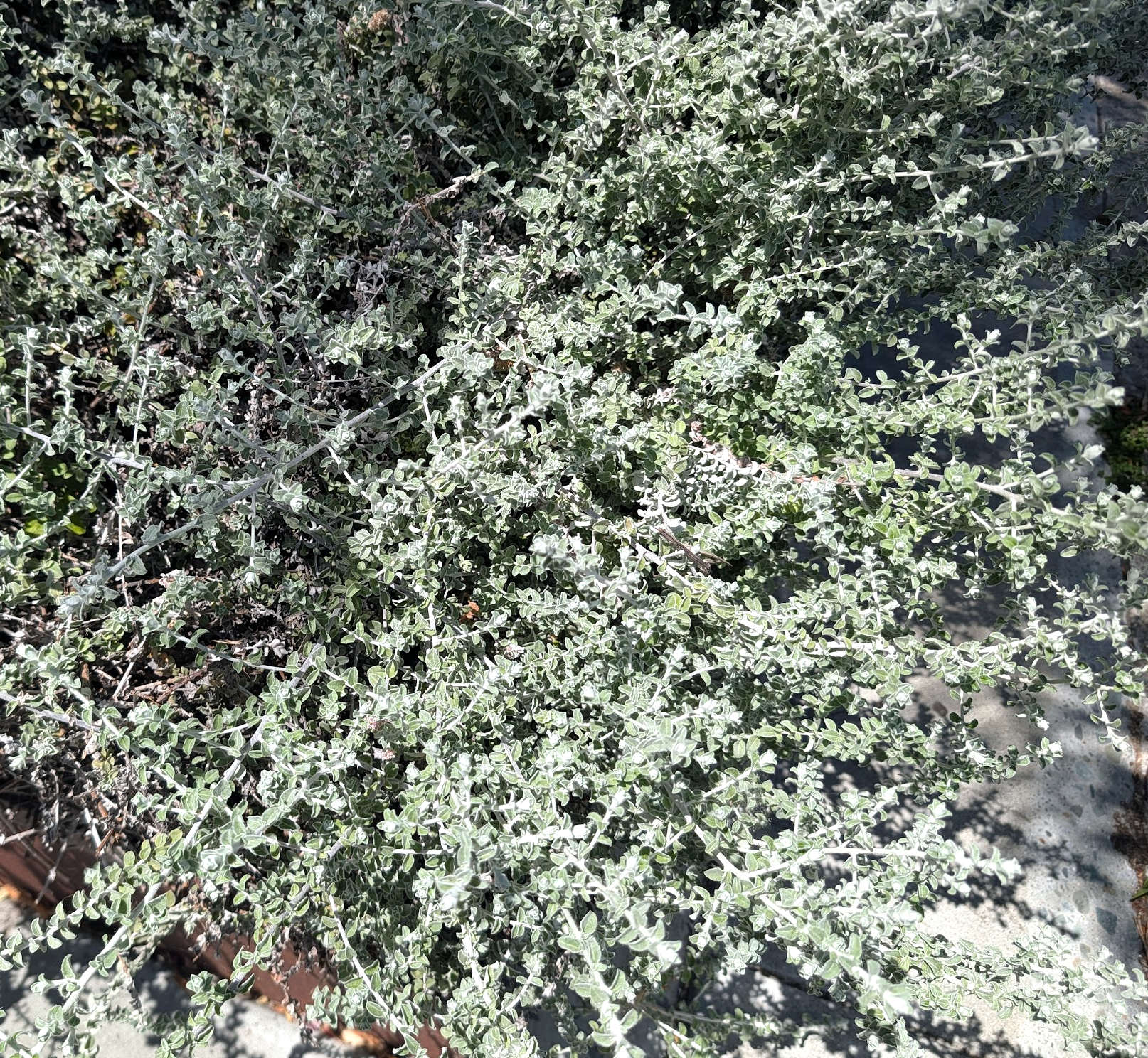 Helichrysum petiolare 'Petite Licorice'