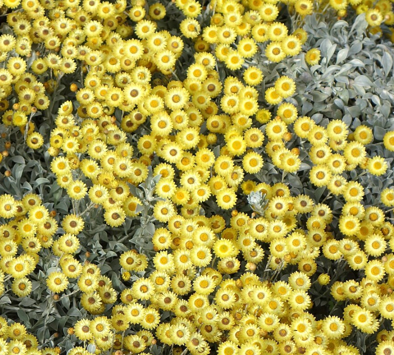 Helichrysum argyrophyllum 'Moe's Gold'