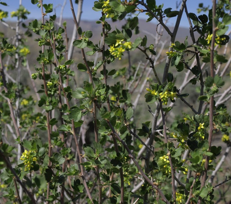 Ribes aureum var. aureum