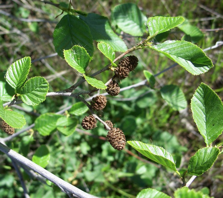 Alnus rhombifolia