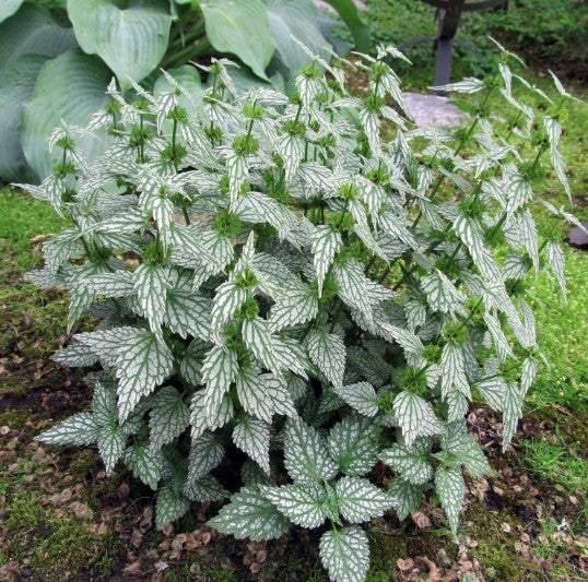 Lamiastrum galeobdolon 'Hermann's Pride'