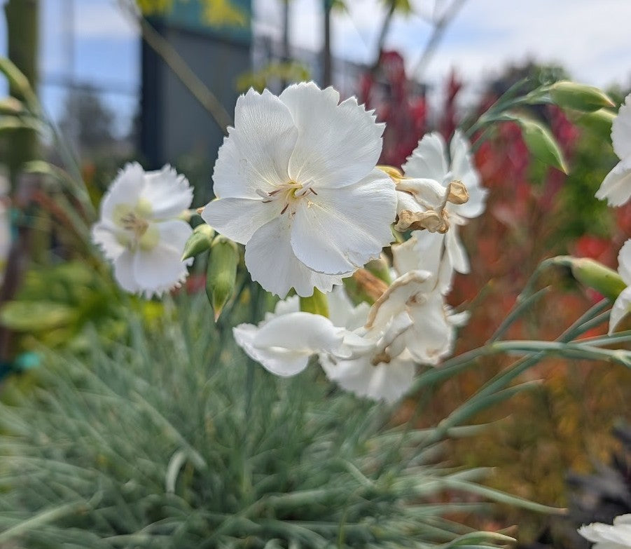 Dianthus AP Key Lime Pie